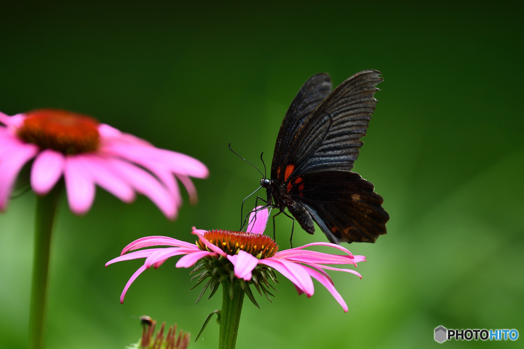 エキナセアにナガサキアゲハ