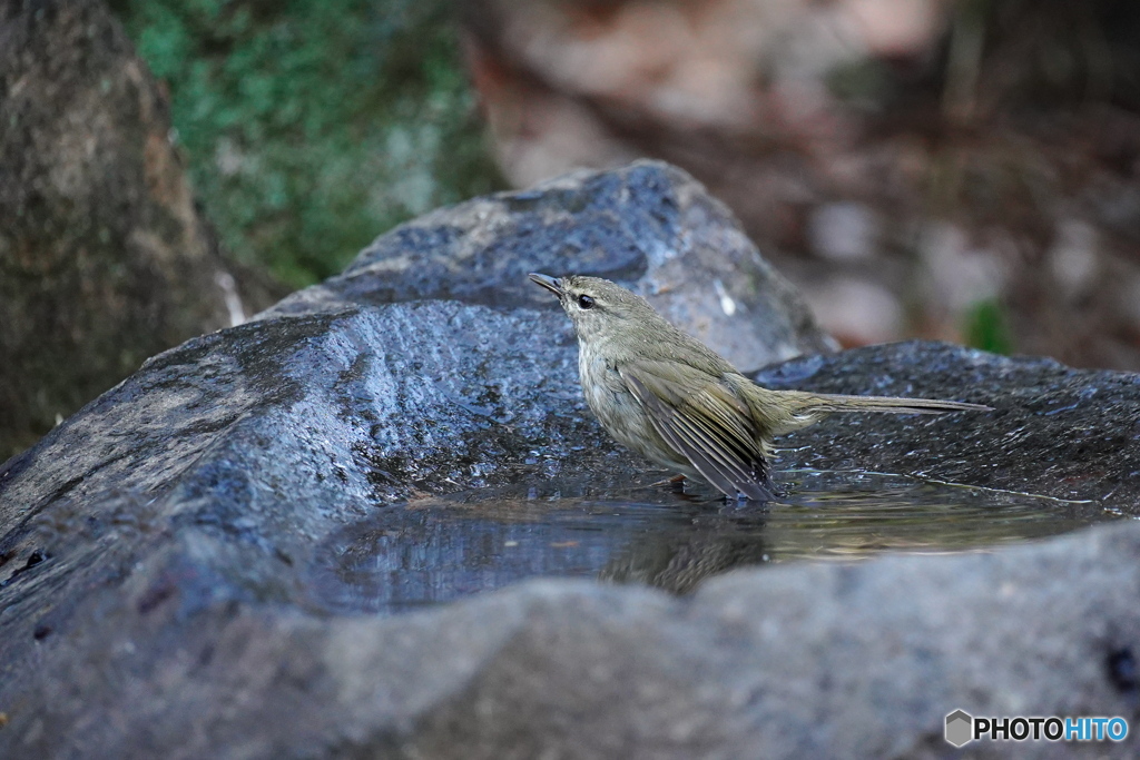 水場のウグイス