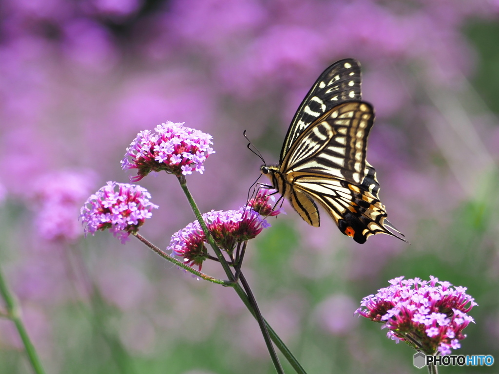 ヤナギハナガサとアゲハチョウ