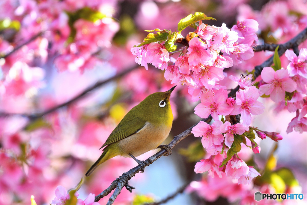 春めく