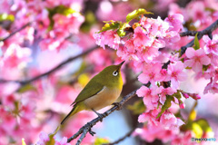 春めく