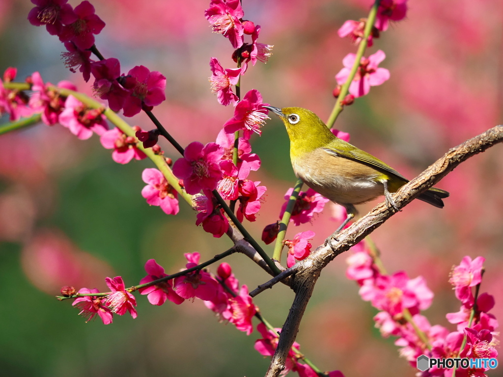 春彩