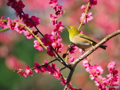 春彩