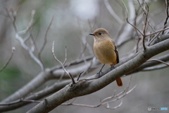 冬の穏やかな日