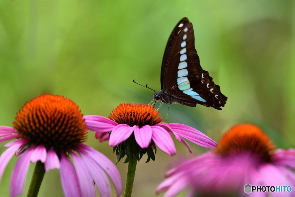 ムラサキバレンギクにて