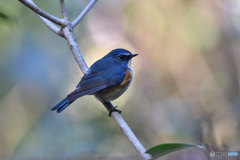  blue bird