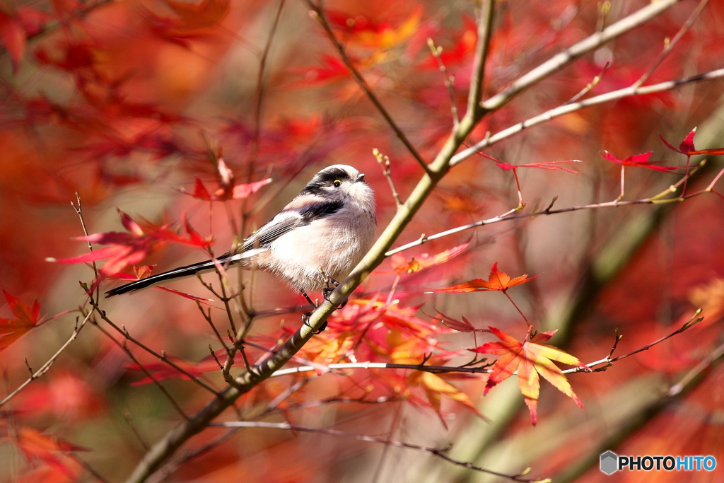 紅葉エナガ