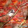 紅葉エナガ