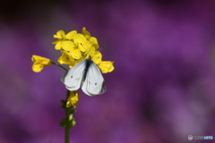 菜の花で