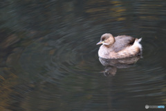 可愛いカイツブリ