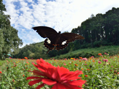 モンキアゲハ舞う
