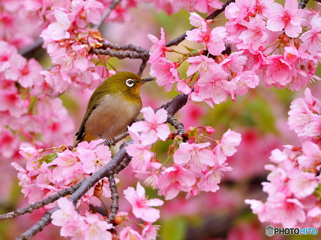 春の喜び