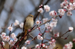春の気配