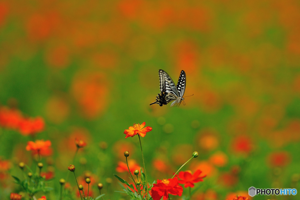 キバナコスモス畑で
