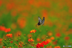 キバナコスモス畑で