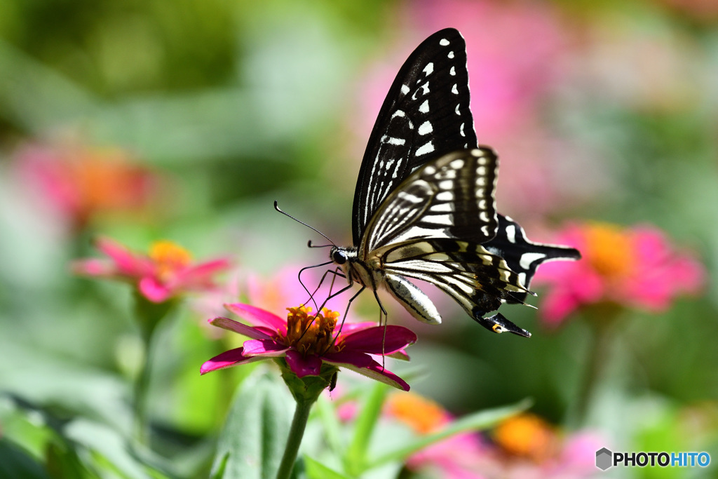 アゲハチョウとジニア