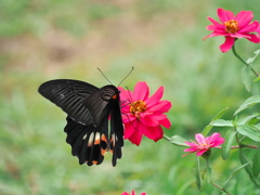 百日草とナガサキアゲハ 百日草とナガサキアゲハ