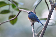 bluetail