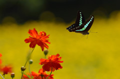 アオスジアゲハ舞う