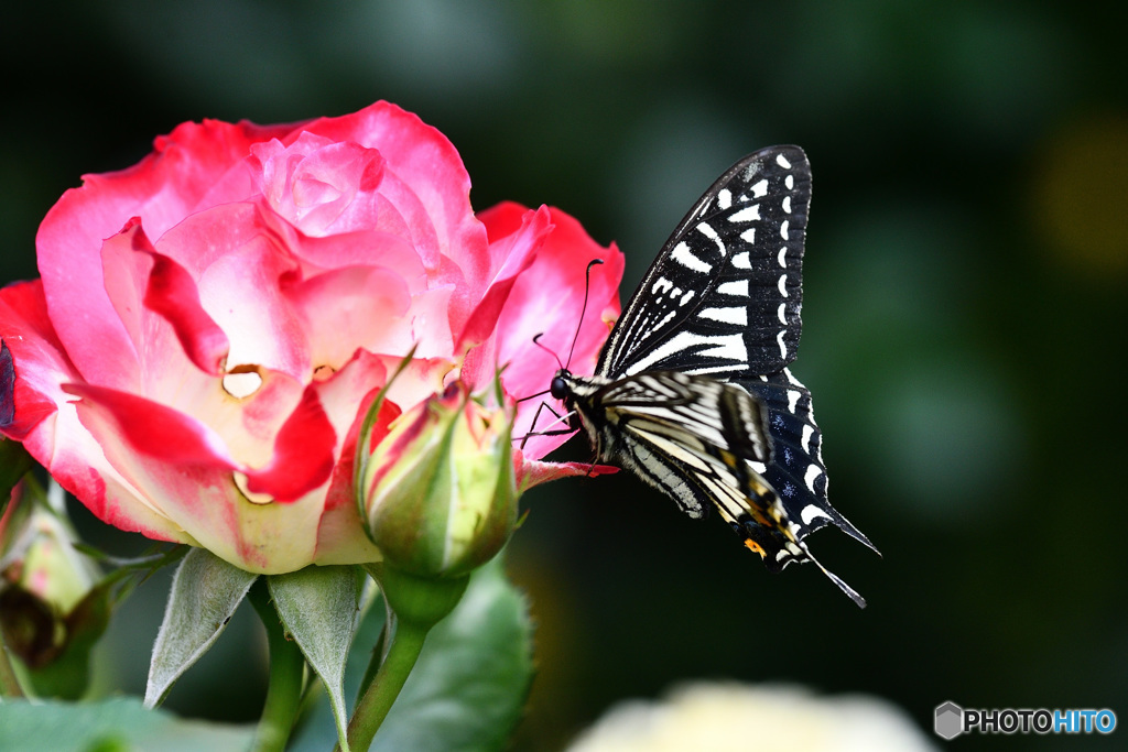 薔薇の花で