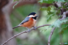 かやの木にヤマガラ