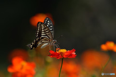 キバナコスモス畑のアゲハチョウ