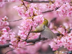 早春賦Ⅱ