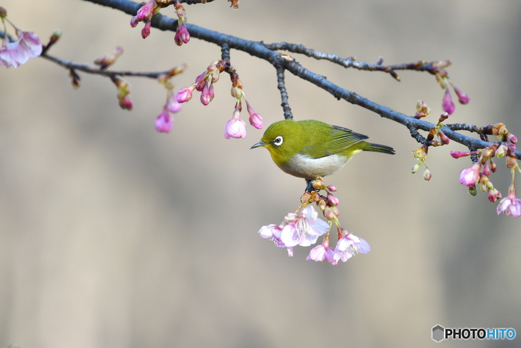 河津桜にメジロ