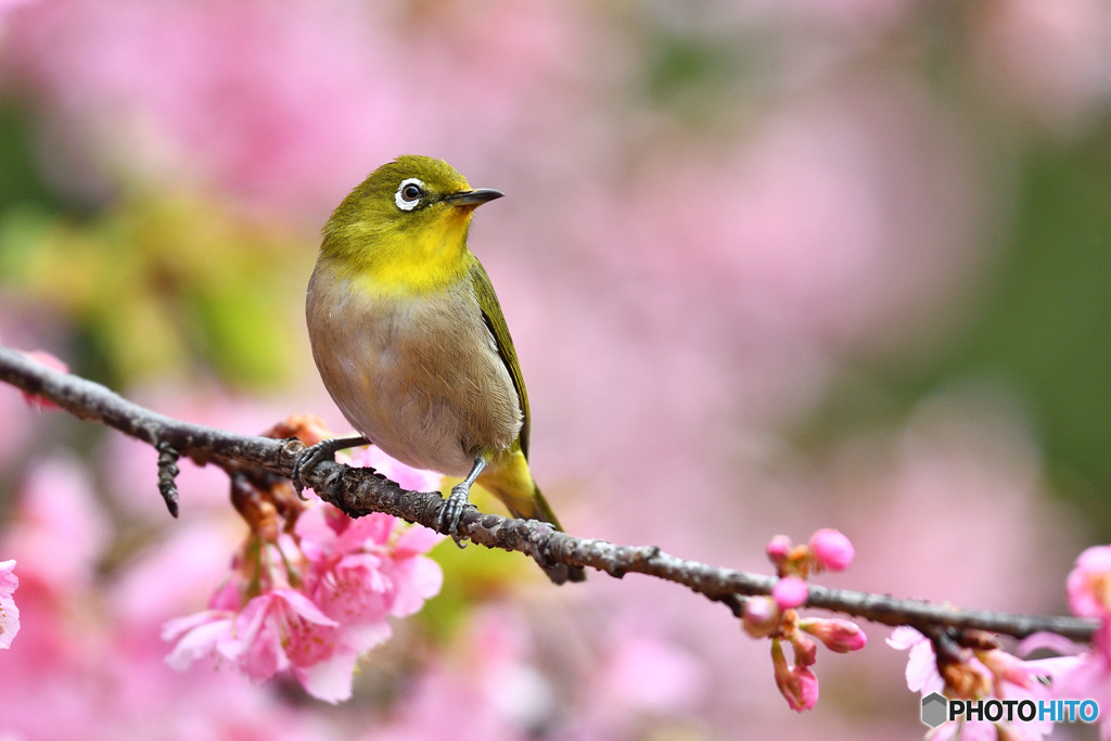 Spring has come