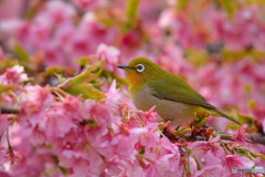 河津桜に