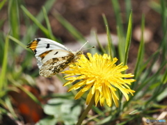 セイヨウタンポポにツマキチョウ