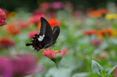 ジニアにモンキアゲハ