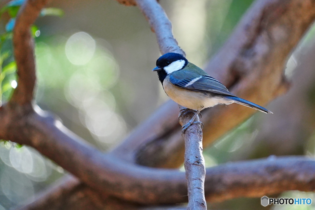 森のシジュウカラ