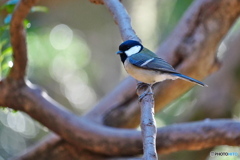 森のシジュウカラ