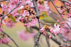 春爛漫