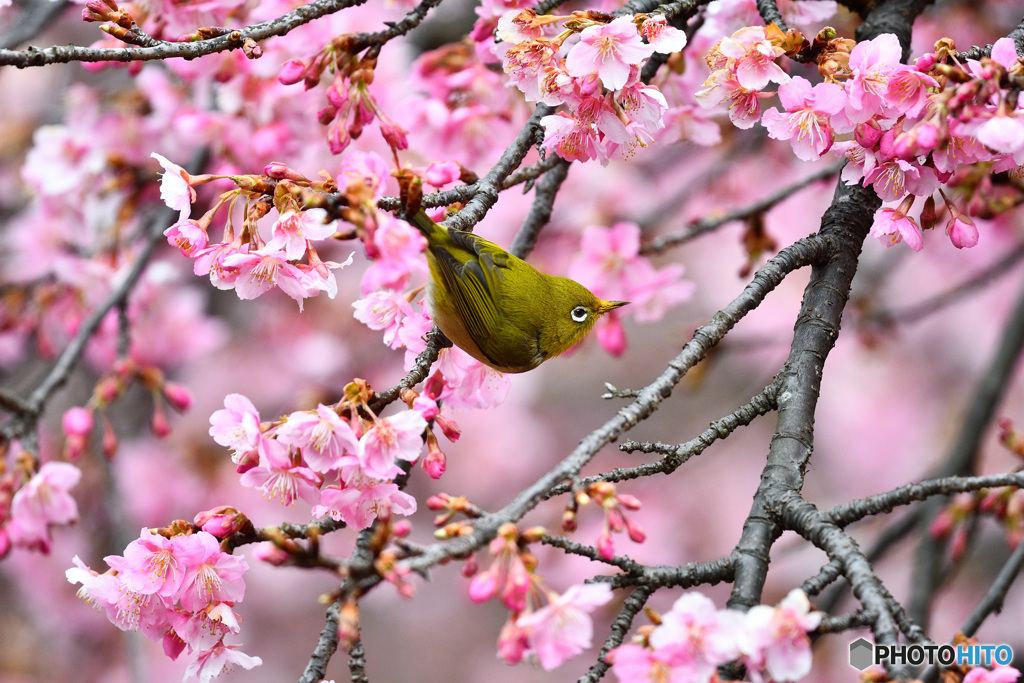 春の息吹