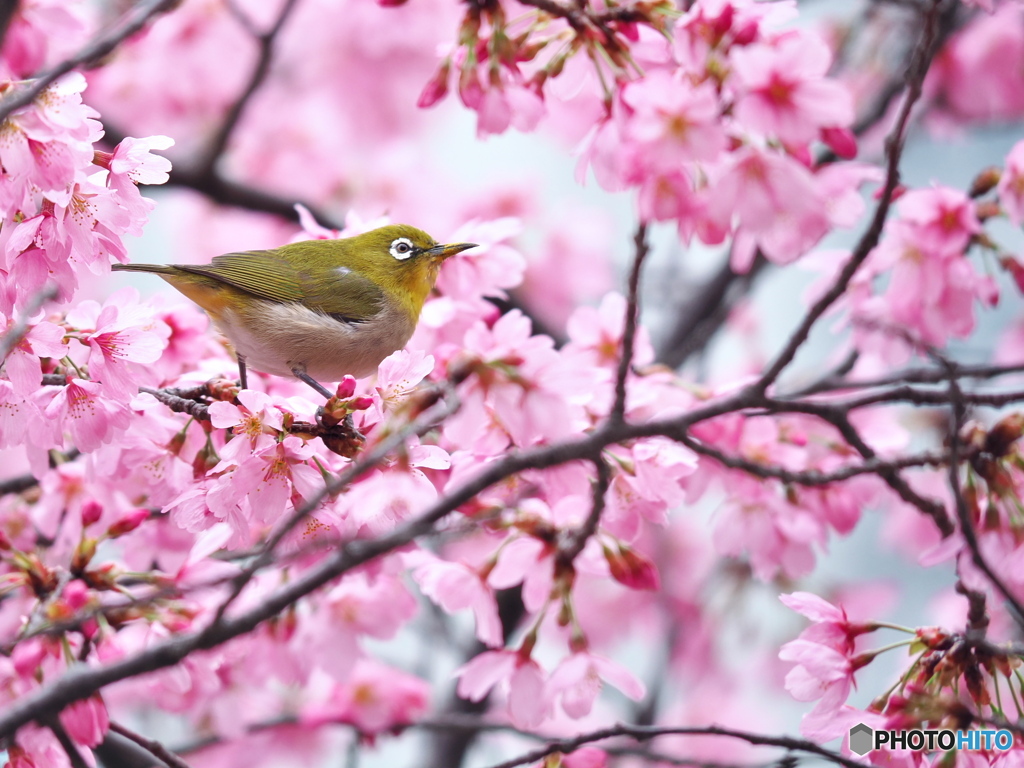 春爛漫