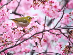 春爛漫