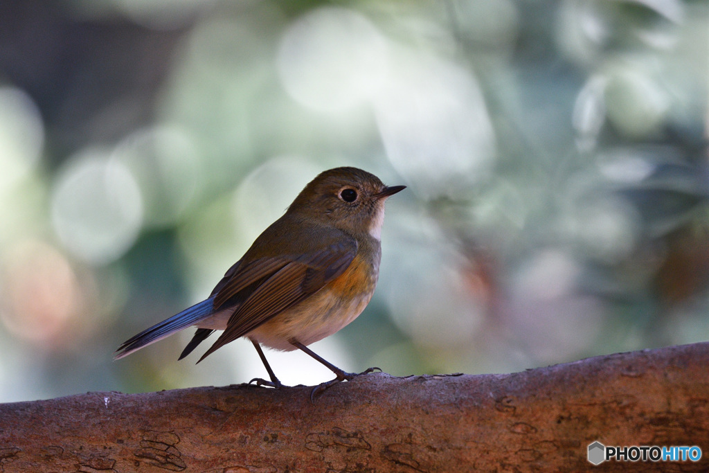 木漏れ日の中で