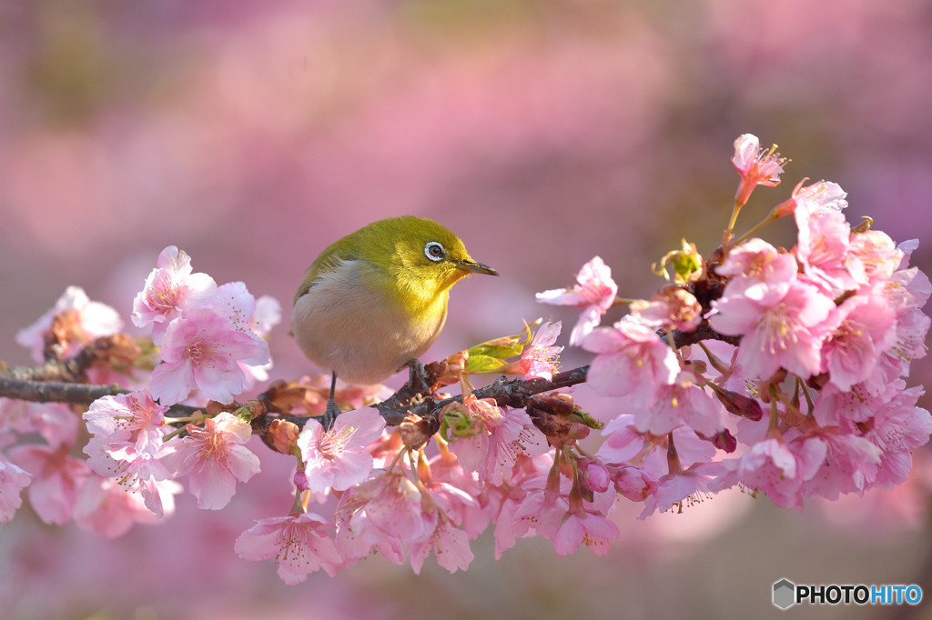 河津桜満開