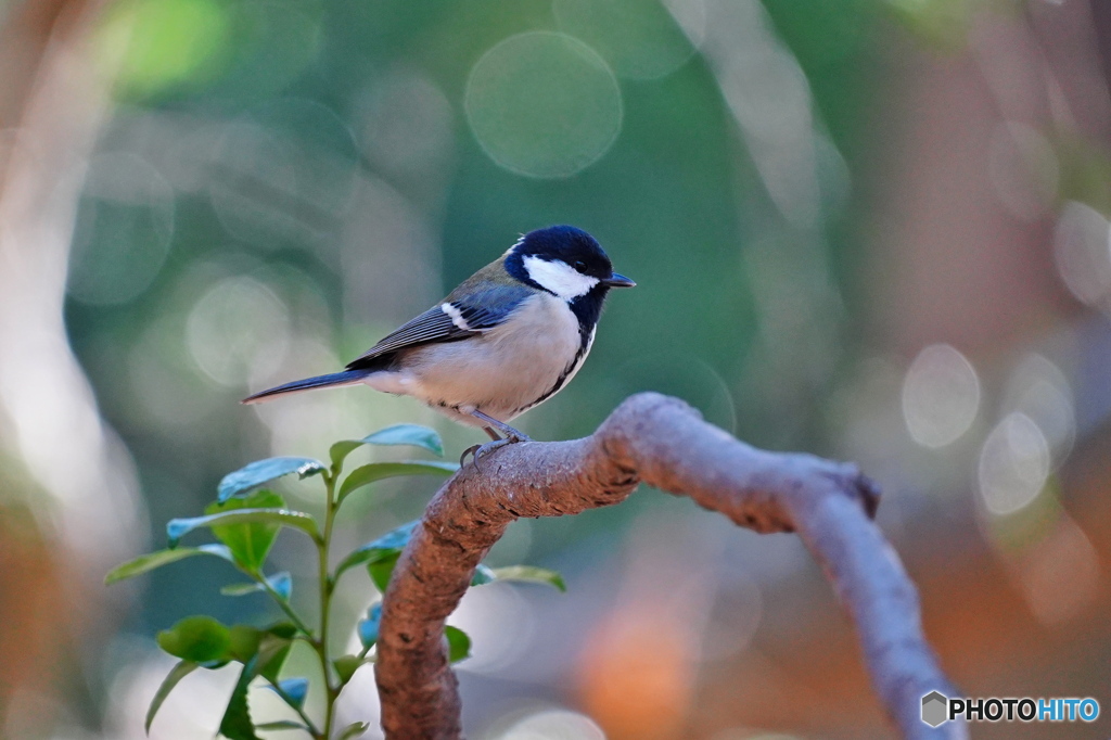 木洩れ日の中で