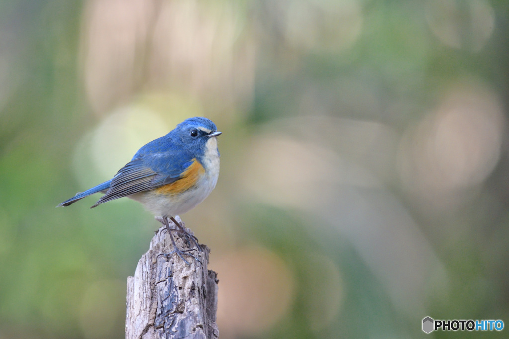 森のささやき　～ルリビタキ～