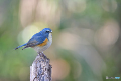 森のささやき　～ルリビタキ～