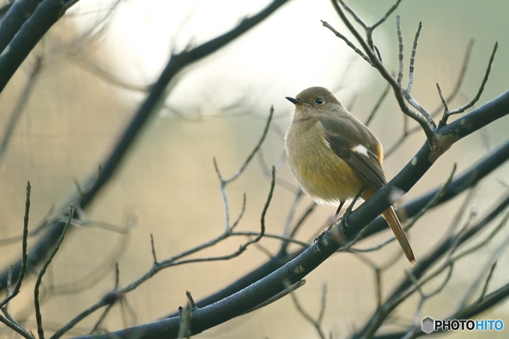ハナミズキにジョウビタキ