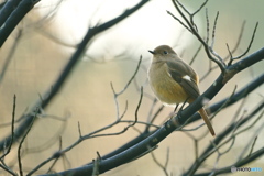 ハナミズキにジョウビタキ