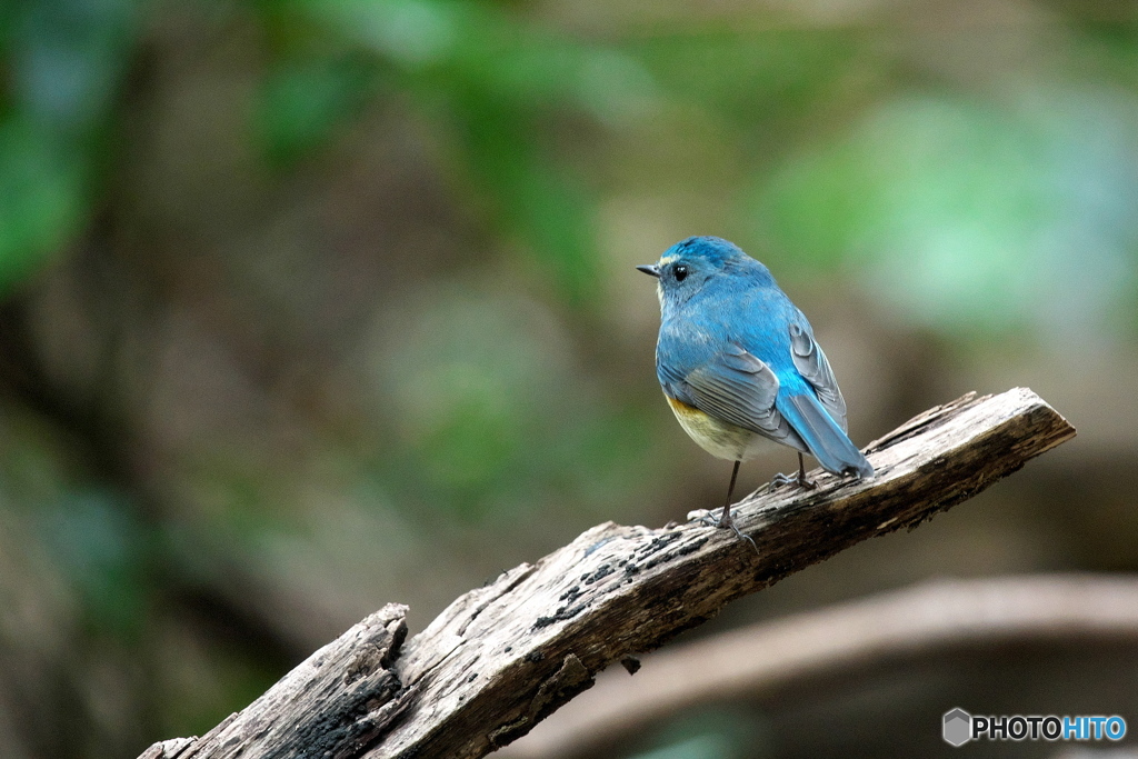 本日のルリビタキ