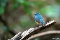 本日のルリビタキ