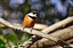 愛嬌者のヤマちゃん