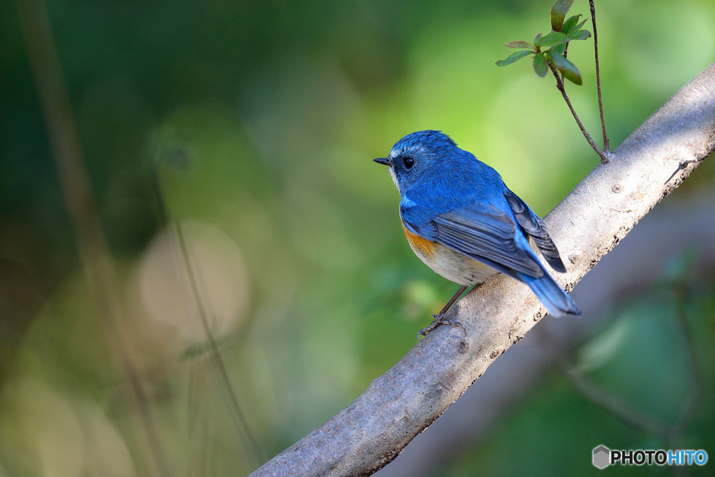 青い鳥