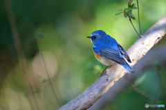 青い鳥